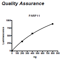 PARP11, active human recombinant protein