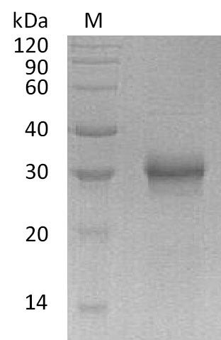 Fibroblast growth factor 17 (FGF17) (Active), human, recombinant