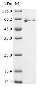 Protein OPG154 (OPG154), Biotinylated, recombinant Vaccinia virus