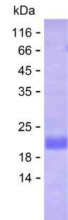 IL6 (human), recombinant protein