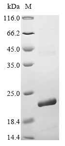 ADP/ATP translocase 3 (SLC25A6), partial, human, recombinant