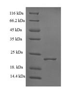 S-ribosylhomocysteine lyase (luxS), Escherichia coli, recombinant