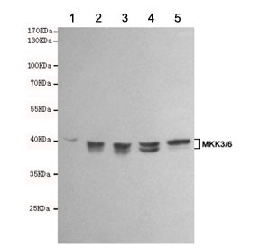 Anti-MKK3/6, clone 8A11-G11-G11