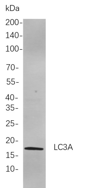 Anti-Recombinant LC3A, clone 2B11