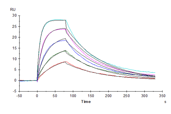 Human IL-2 R beta/CD122 Protein