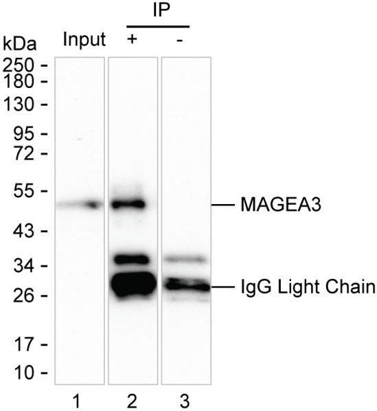 Anti-MAGEA3
