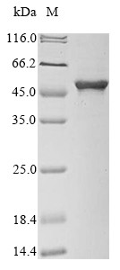 3-Phosphoshikimate 1-carboxyvinyltransferase (aroA), Salmonella typhimurium, recombinant