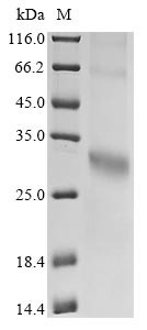 G-protein coupled receptor 35 (GPR35), human, recombinant