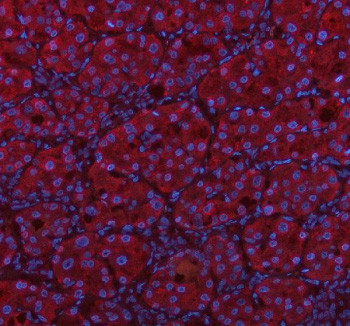 Anti-MSTO1 / Misato homolog 1