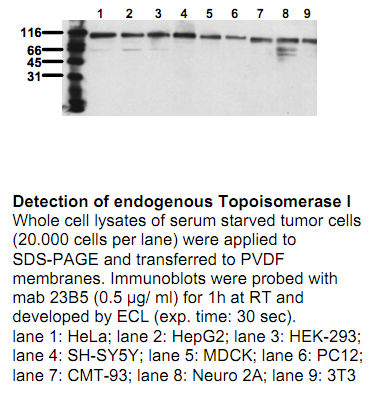 Anti-Topoisomerase 1, clone 23B11