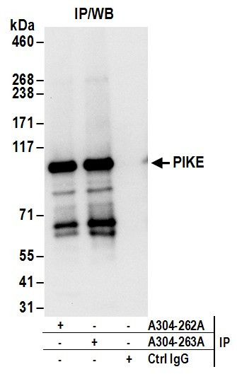 Anti-PIKE