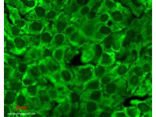 Anti-Hsp90 total, clone 4F3.E8