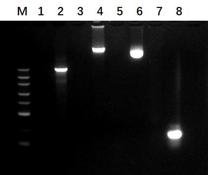Benz-Neburase(TM), His