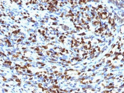 Anti-Myogenin(MGN185), CF568 conjugate, 0.1mg/mL
