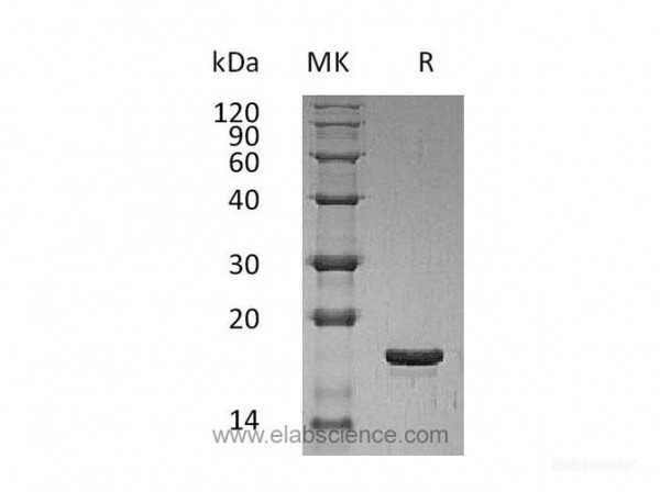 Leukemia Inhibitory Factor/LIF Protein (recombinant human)