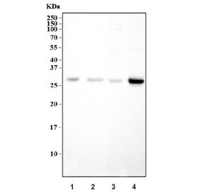 Anti-Connexin 26 / GJB2
