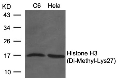 Anti-dimethyl-Histone H3 (Lys27)