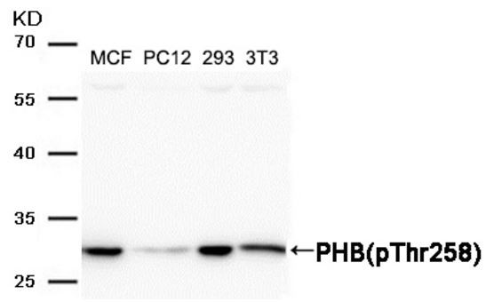 Anti-phospho-PHB (Thr258)