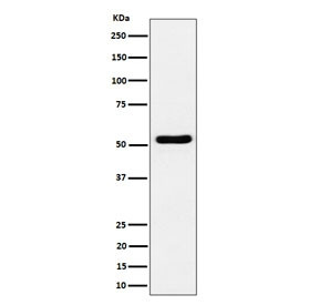 Anti-GPRC5B / G-protein coupled receptor family C group 5 member B, clone 29G58