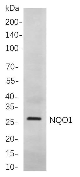 Anti-Recombinant NQO1, clone 11B3