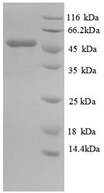 Isocitrate dehydrogenase [NADP] Cytoplasmic domain (Idh1), partial, mouse, recombinant