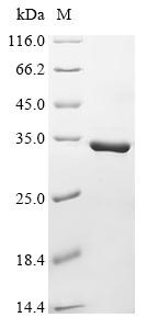 Abrin-d, partial, Abrus precatorius, recombinant