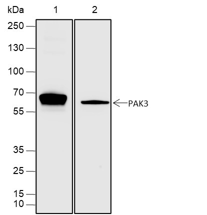 Anti-Recombinant PAK3, clone A320