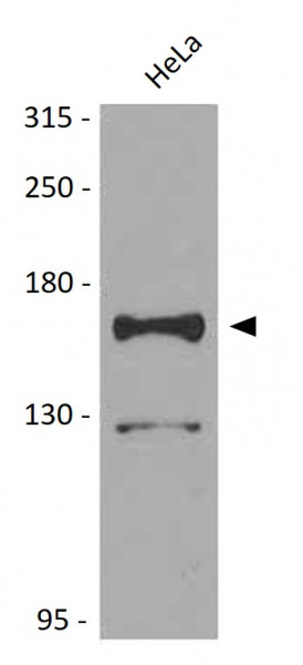 Anti-KMT4 / Dot1L