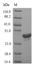 Insulin-like growth factor-binding protein 1 (Igfbp1), rat, recombinant