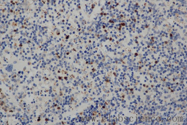 Anti-CD68