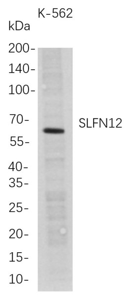 Anti-Recombinant SLFN12, clone 9D9