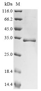 Fibroblast growth factor 22 (FGF22), human, recombinant