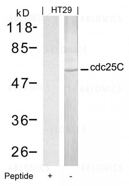 Anti-cdc25C (Ab-216)