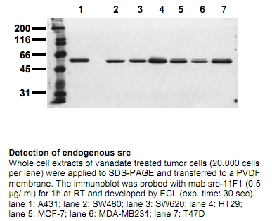 Anti-Src (N-term), clone 11F1