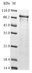 Isthmin-2 (ISM2), human, recombinant
