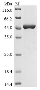 Heat shock 70 kDa protein, partial, chicken, recombinant