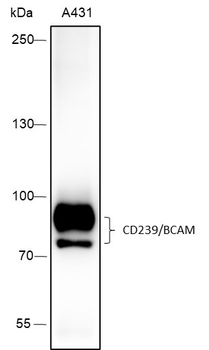 Anti-Recombinant CD239/BCAM, clone A414