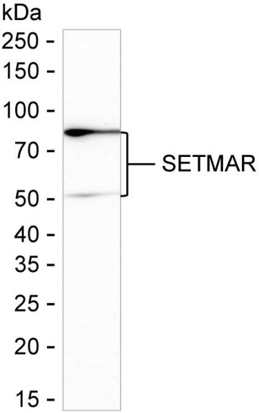 Anti-SETMAR