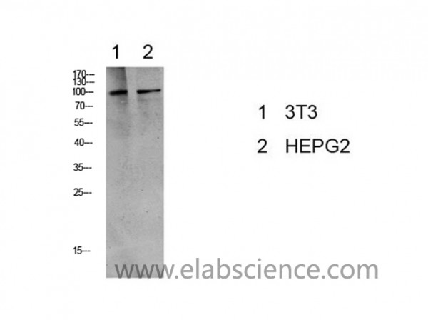 Anti-Phospho-eEF2 (Thr56)