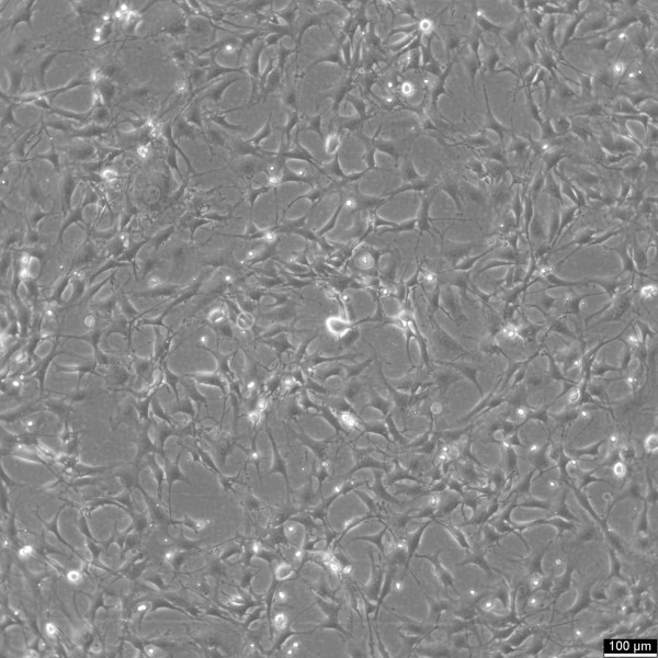 C3H/10T1/2 Cells