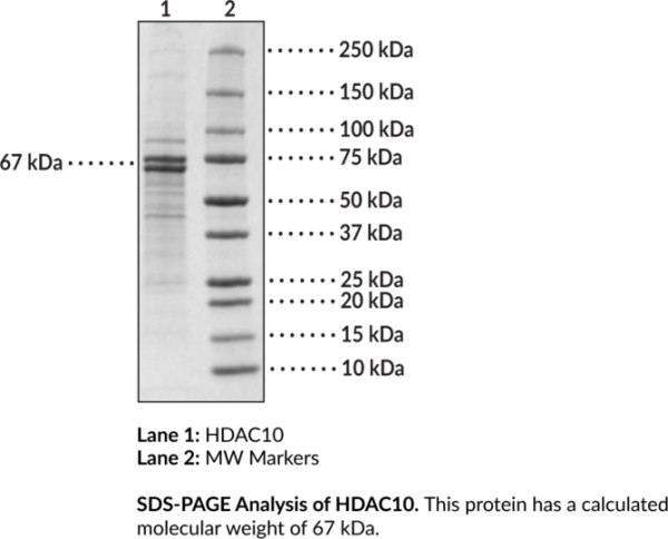 HDAC10 (human, recombinant)