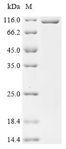 Bifunctional 3'-5' exonuclease/ATP-dependent helicase WRN (Wrn), partial, recombinant mouse