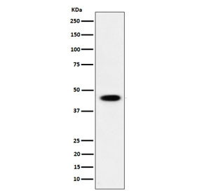 Anti-ADSS2 / Adenylosuccinate synthetase isozyme 2, clone 29A57