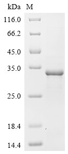 Chymotrypsin-like elastase family member 2A (CELA2A), bovine, recombinant