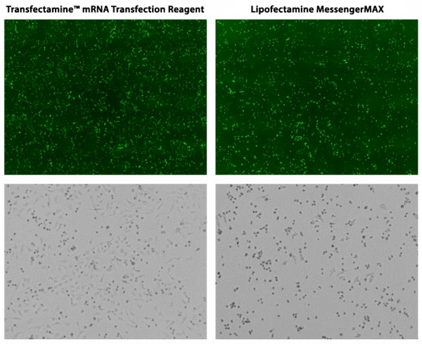 Transfectamine(TM) mRNA Transfection Reagent