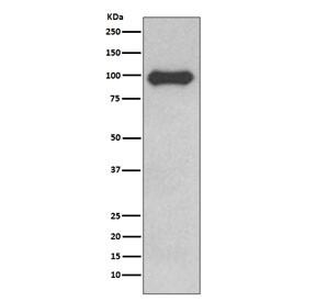 Anti-CD19 / B-lymphocyte marker, clone AOFO-3