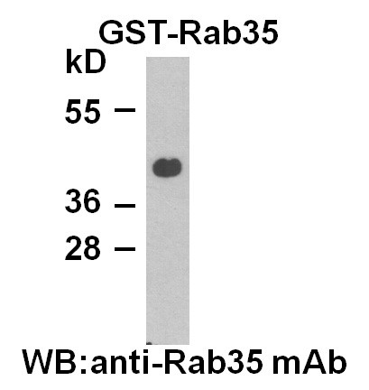 Anti-Rab35, monoclonal