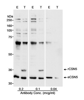 Anti-CSN5
