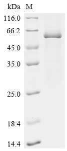Bactericidal permeability-increasing protein (BPI), human, recombinant