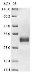 Collagen triple helix repeat-containing protein 1 (Cthrc1), mouse, recombinant